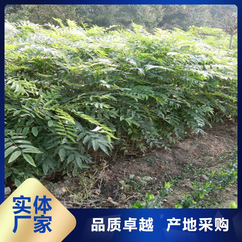 【香椿蓝莓苗按需设计】