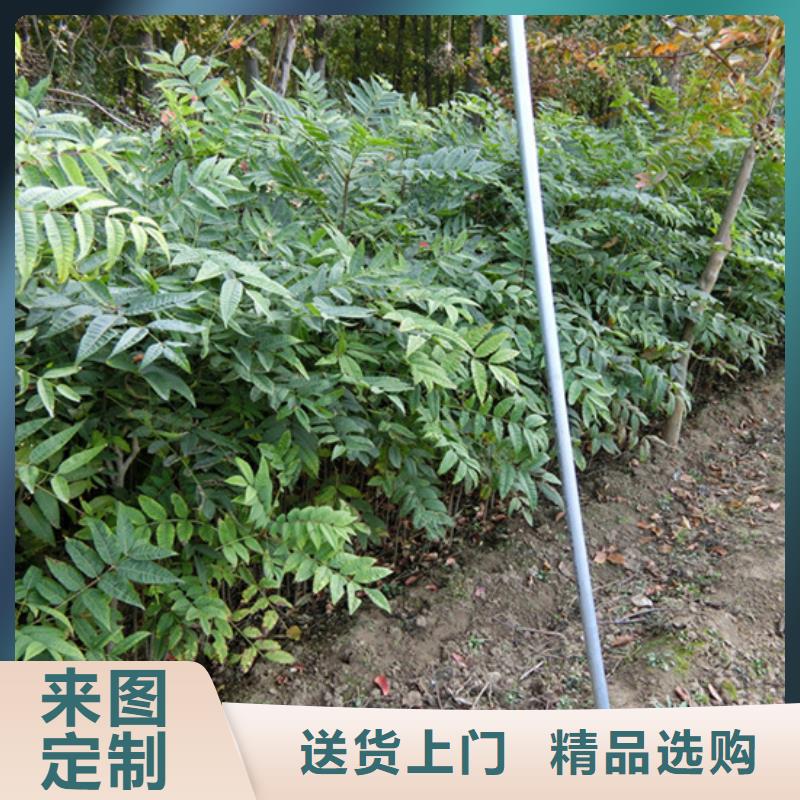 香椿苹果苗销售的是诚信