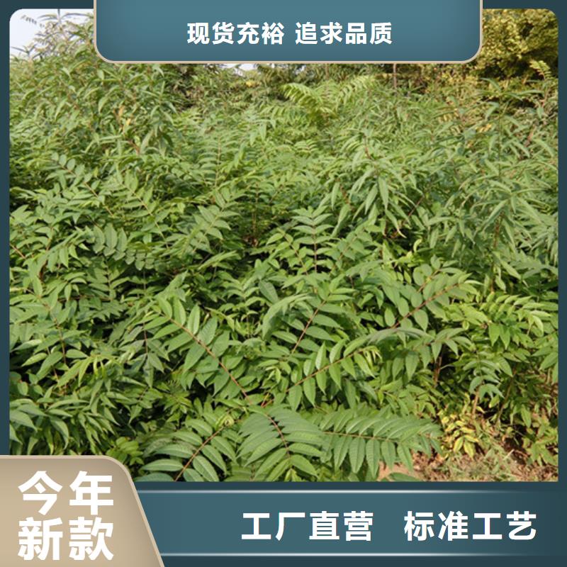 香椿桃树苗敢与同行比价格