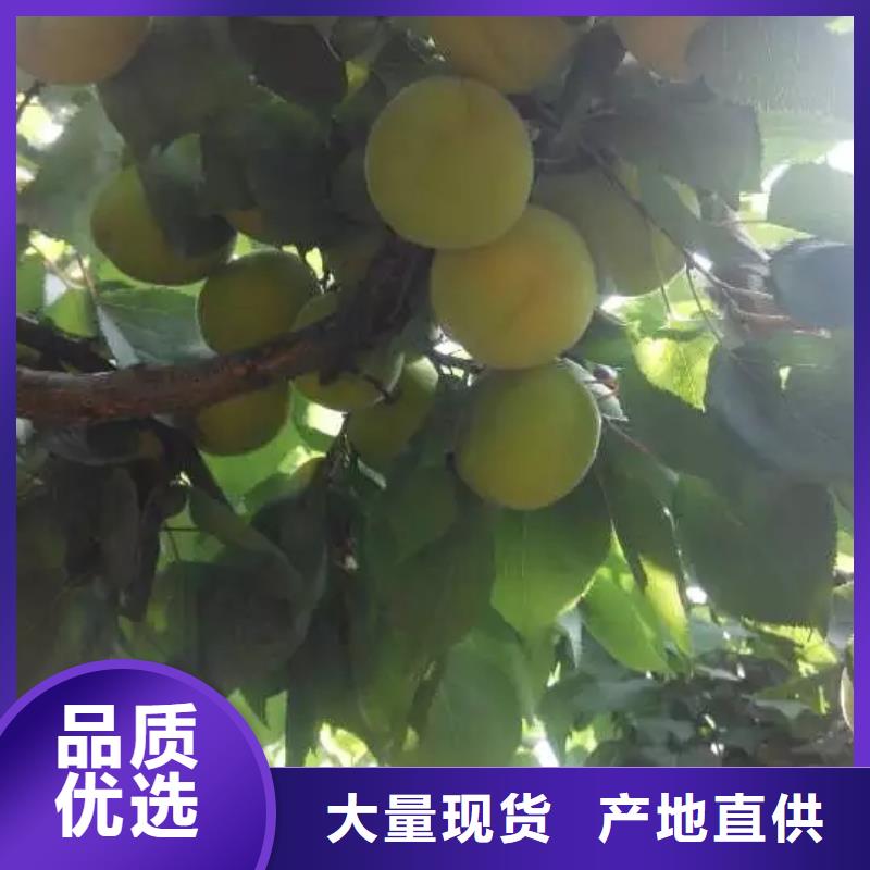 杏樱桃苗精选厂家好货