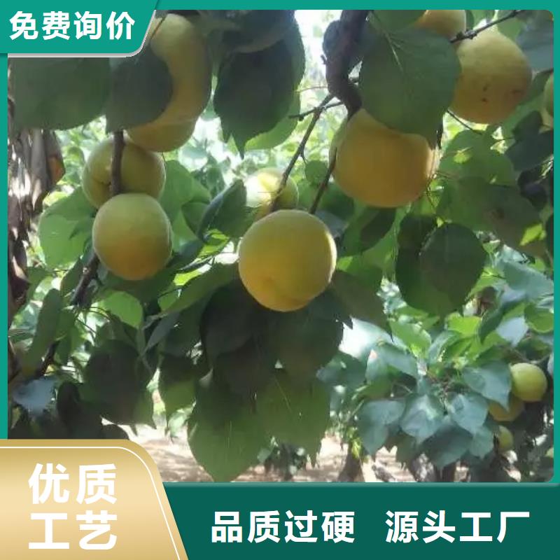 杏无花果苗专注质量