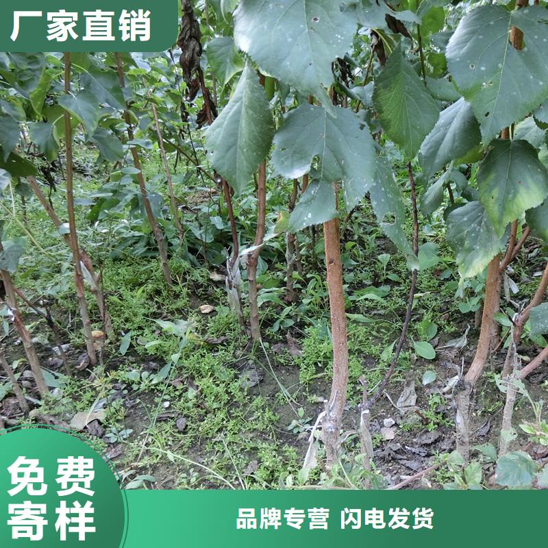 杏梨树苗设计制造销售服务一体