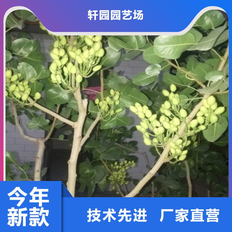 开心果无花果苗精工打造