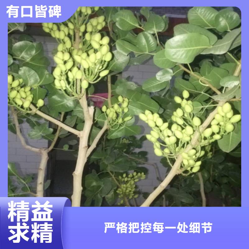 【开心果苹果苗厂家批发价】