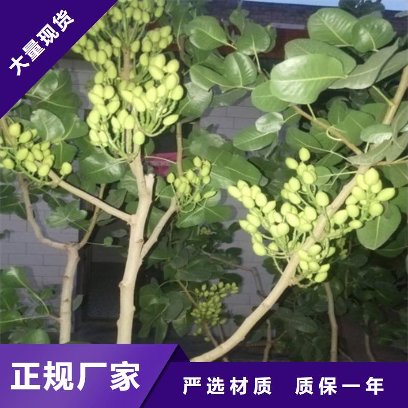 开心果桃树苗用心做好每一件产品