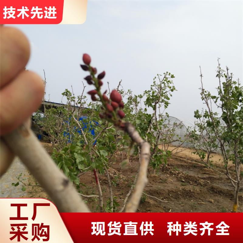 开心果苹果苗品质有保障