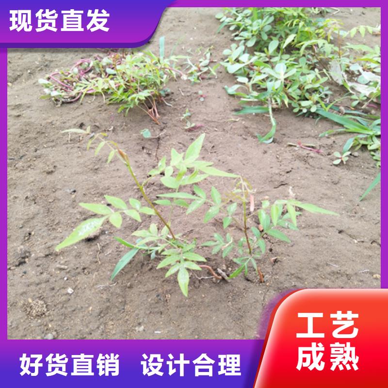 开心果奶油草莓量大更优惠