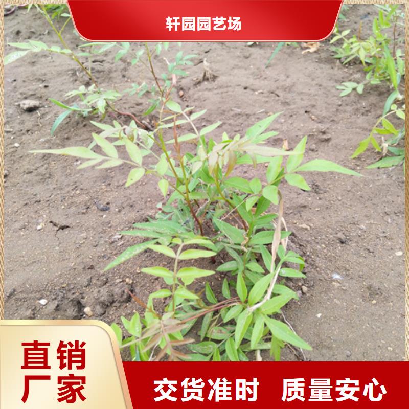 【开心果板栗苗选择我们选择放心】