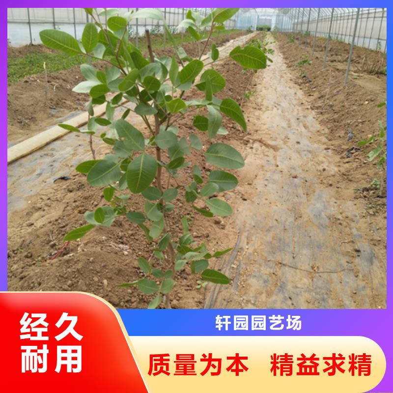 【开心果樱桃苗规格型号全】