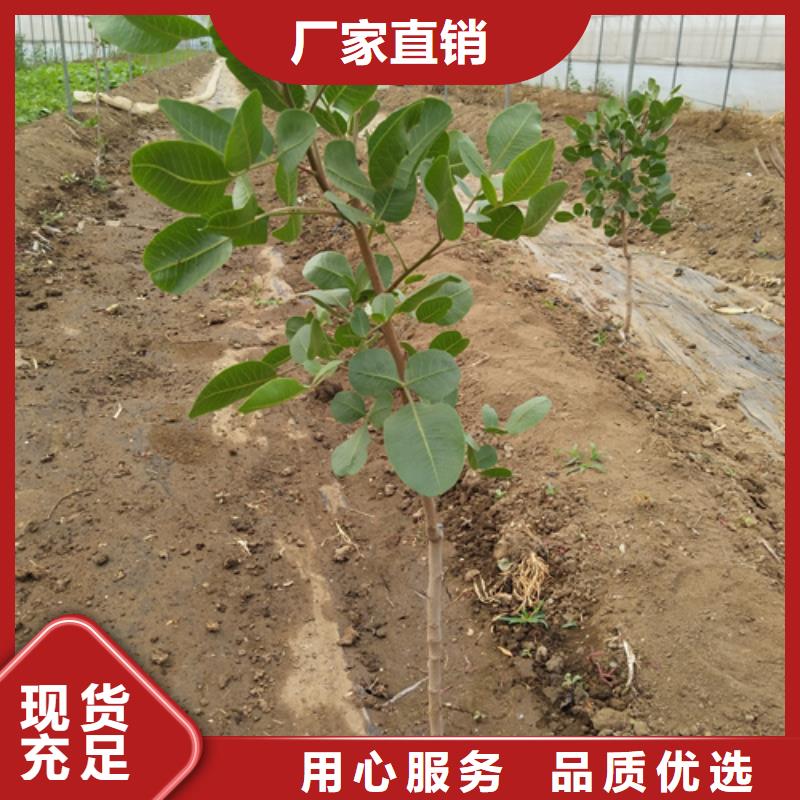 开心果无花果苗精工打造