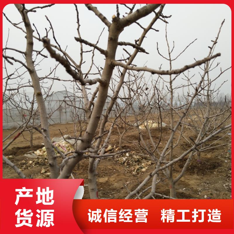 红石榴苗基地视频-四川省自贡市轩园红石榴苗基地可服务区域荣县|贡井|攀枝花|泸州|成都|宜宾|眉山等