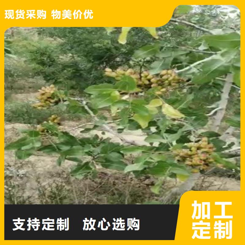 开心果无花果苗精工打造