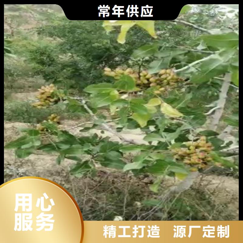 开心果无花果苗精工打造