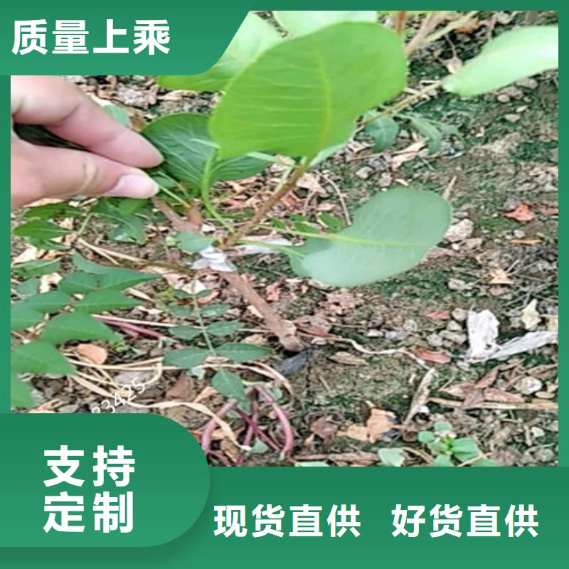 开心果苹果苗品质有保障