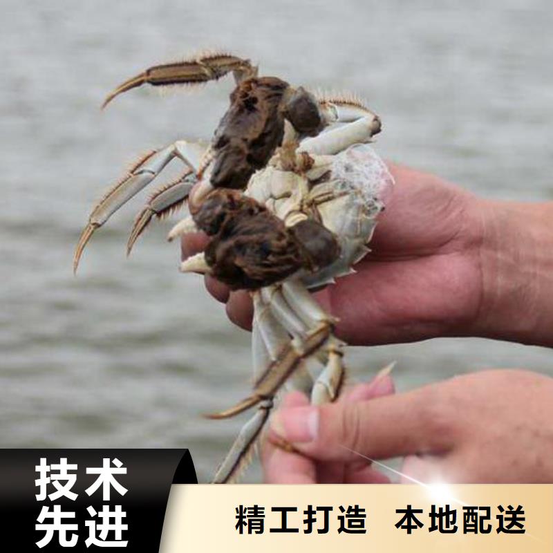 江苏阳澄湖大闸蟹哪家好