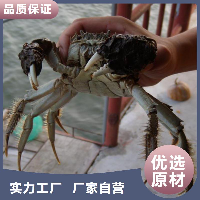 江苏阳澄湖大闸蟹哪里好