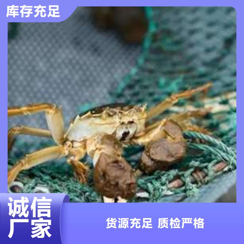 阳澄湖大闸蟹视频-阳澄湖大闸蟹-广东省湛江市【周边】服务商-廉江|吴川|河源|珠海|肇庆|佛山|潮州|梅州|茂名