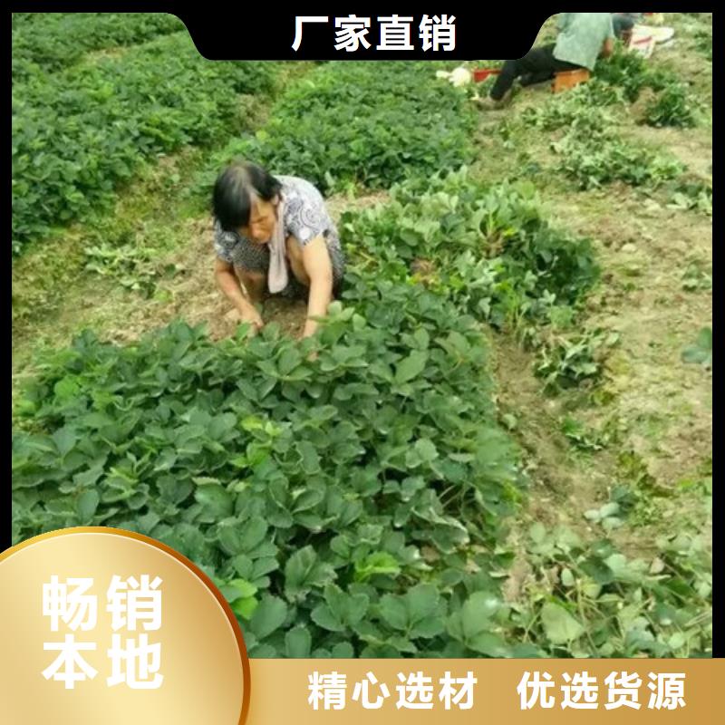 草莓苗_果树苗批发基地经验丰富品质可靠