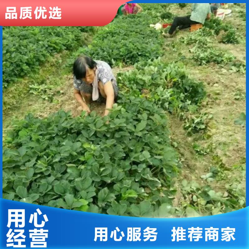 草莓苗【草莓苗价格】一站式采购商家