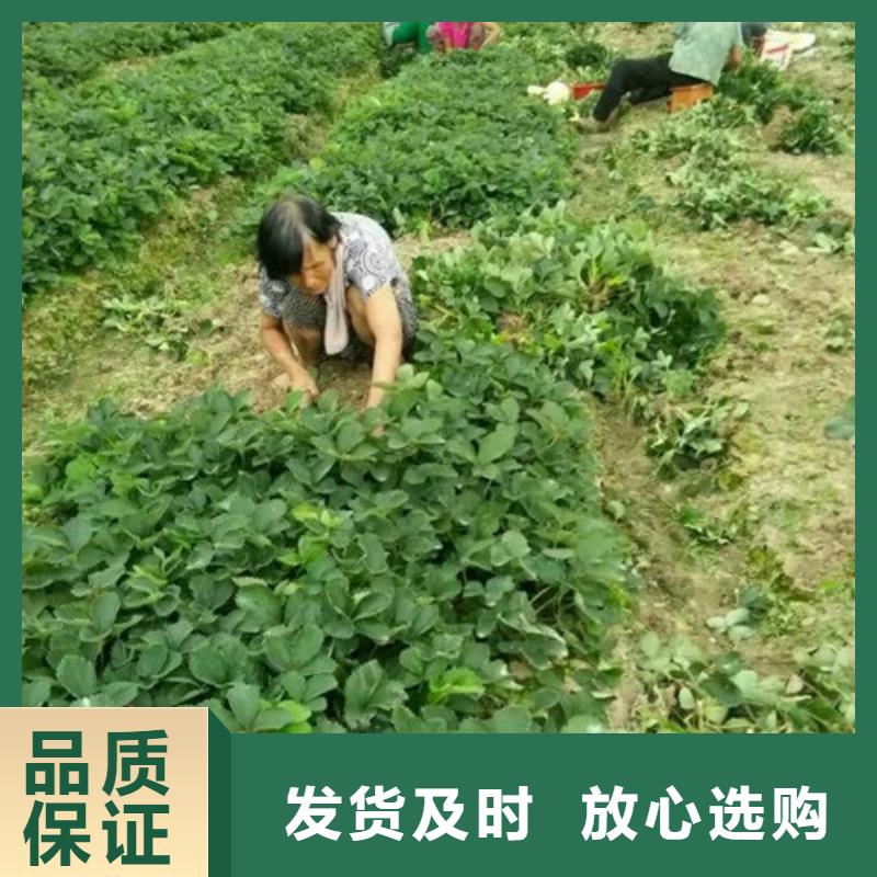 【草莓苗】徐香猕猴桃树苗免费寄样