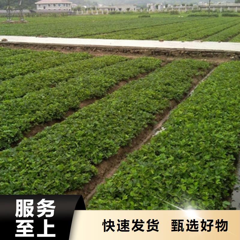 【草莓苗】莫妮卡西梅树苗质量好