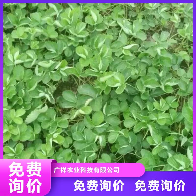 【草莓苗】草莓来图来样定制