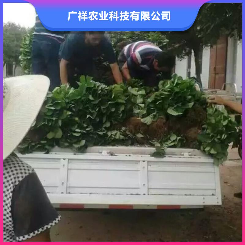 草莓苗【果树苗批发基地】一个起售