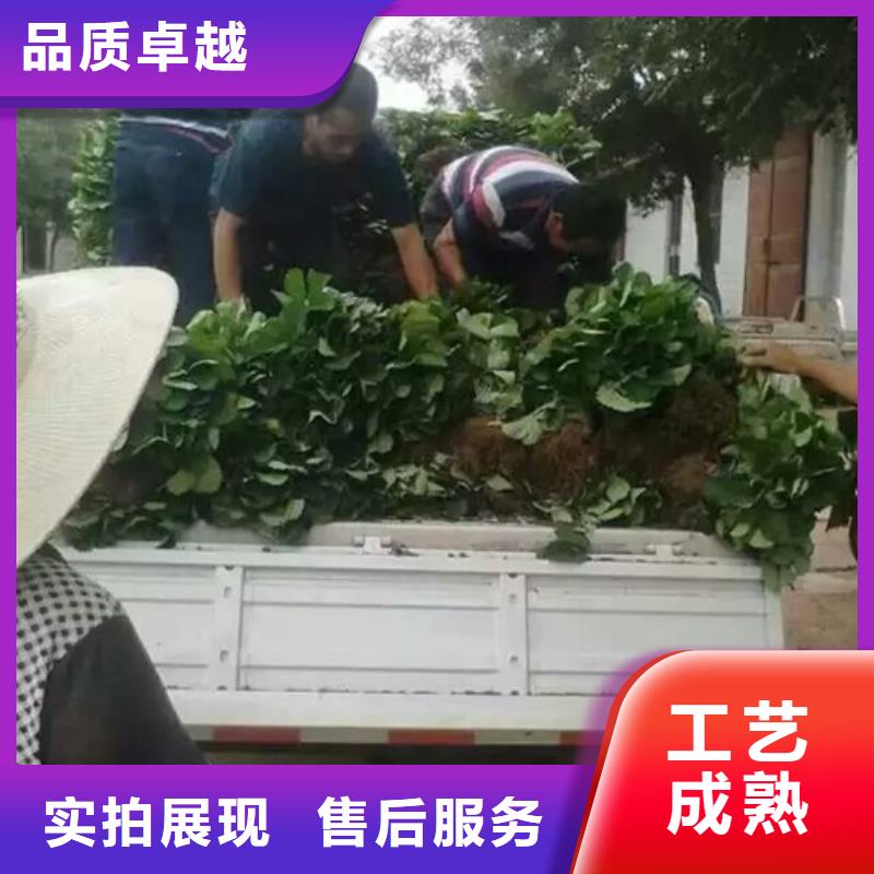 草莓苗,樱桃苗放心得选择