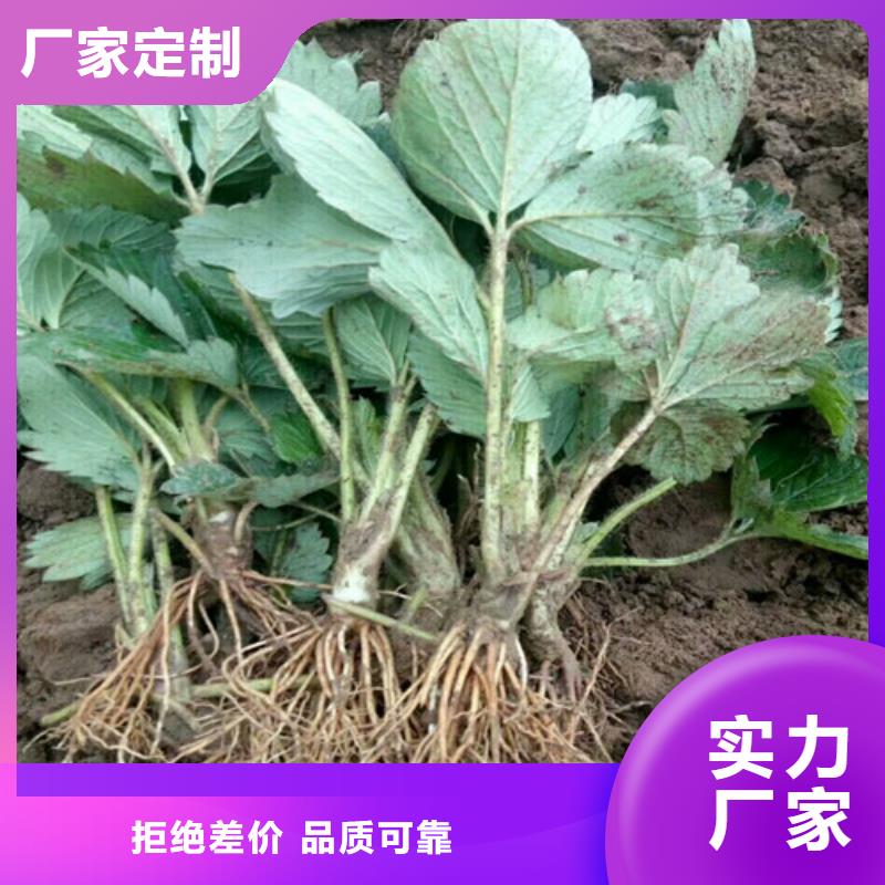 【草莓苗】莫妮卡西梅树苗实体厂家大量现货