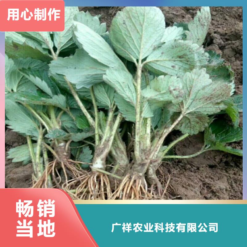 【草莓苗梨树苗基地诚信为本】