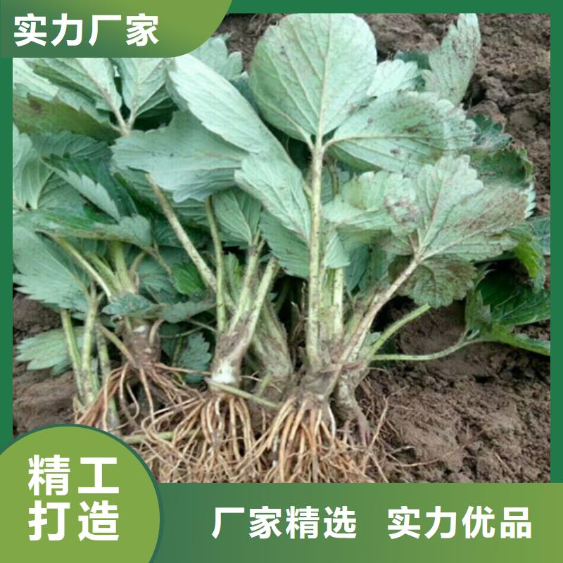 【草莓苗,蜂糖李子树苗厂家货源】