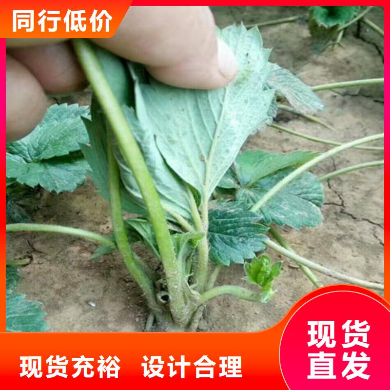 草莓苗珍珠枣油桃树苗定制定做