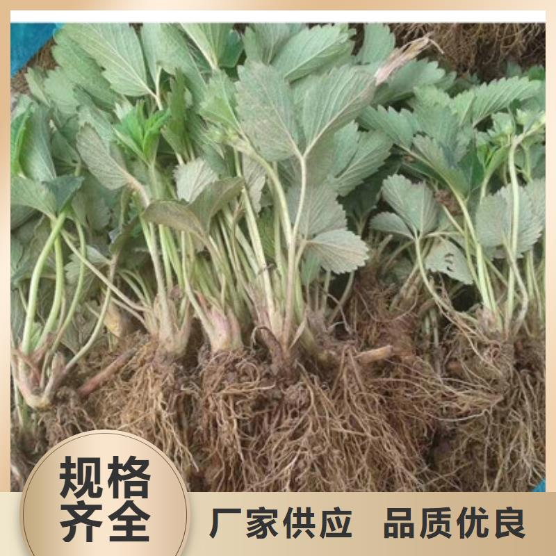 草莓苗油桃树苗当日价格