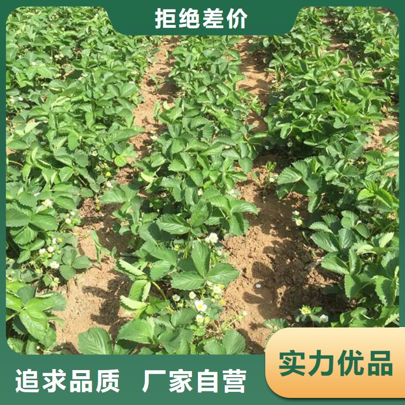 【草莓苗】果树苗匠心制造