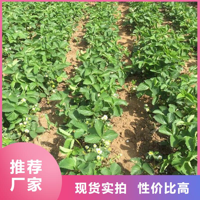 草莓苗果树苗批发基地用品质说话