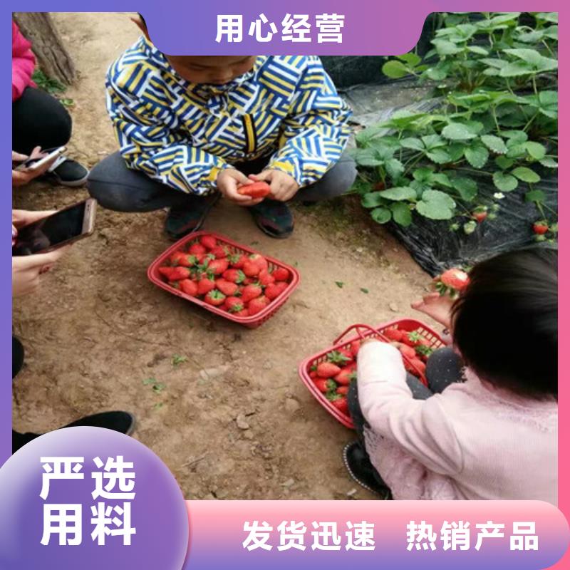 【草莓苗,苹果苗基地种类丰富】