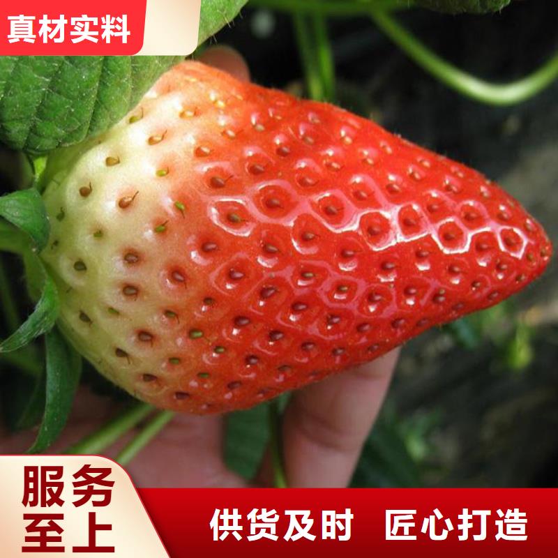 草莓苗梨树苗基地优势