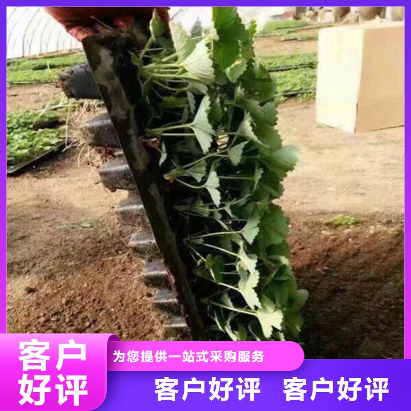 草莓苗红蜜桃树苗从源头保证品质