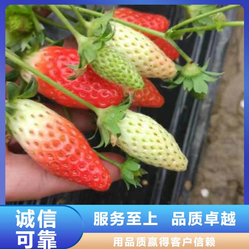 草莓苗吉塞拉6号砧木检验发货