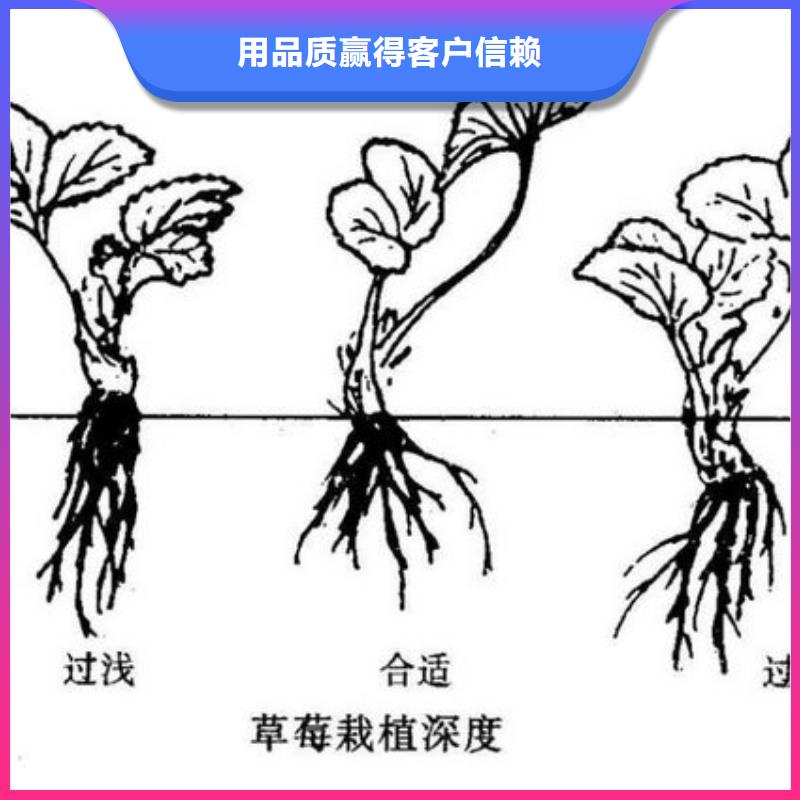 草莓苗草莓48小时发货