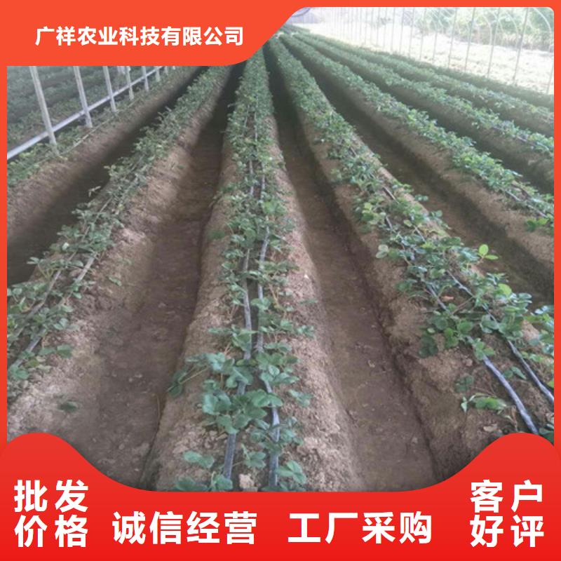 草莓苗草莓苗价格按需定制真材实料