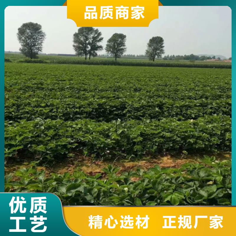 【草莓苗】油桃树苗质优价廉