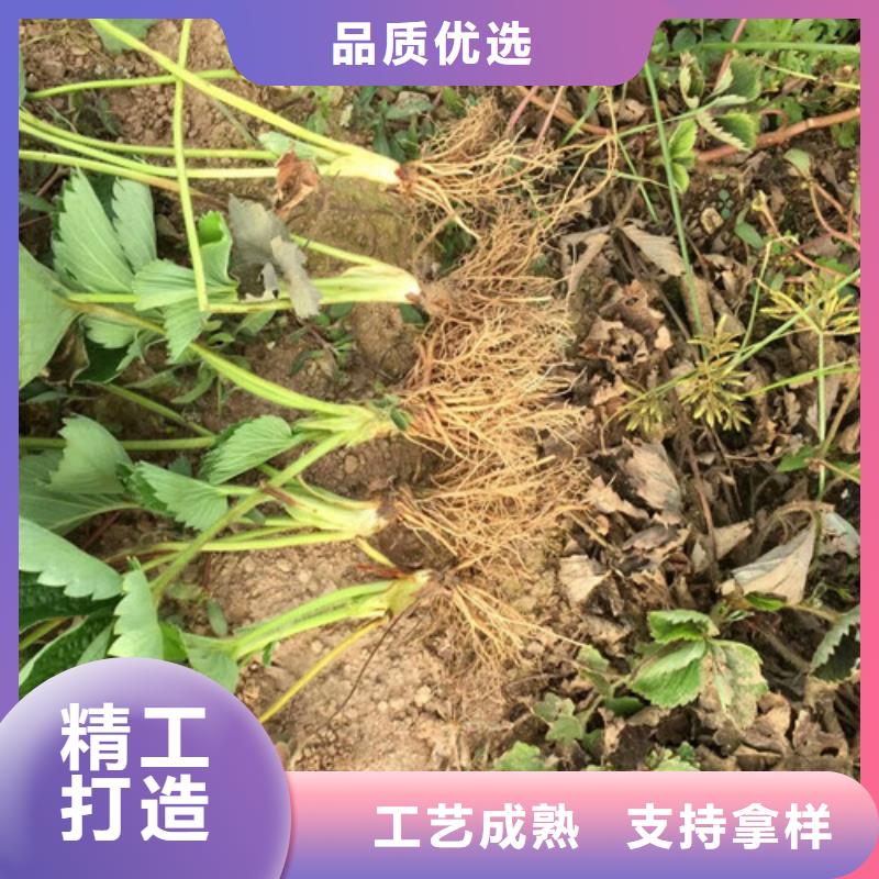 草莓苗果树苗现货销售