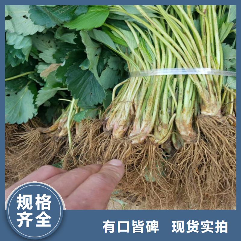 草莓苗蓝莓苗讲信誉保质量