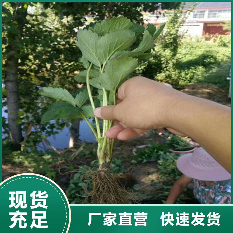 草莓苗【油蟠桃树苗】源厂定制