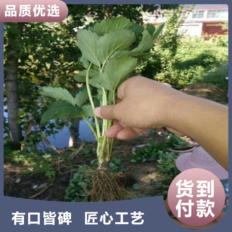 草莓苗桃树苗基地支持定制