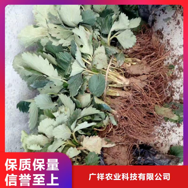 草莓苗珍珠枣油桃树苗定制定做