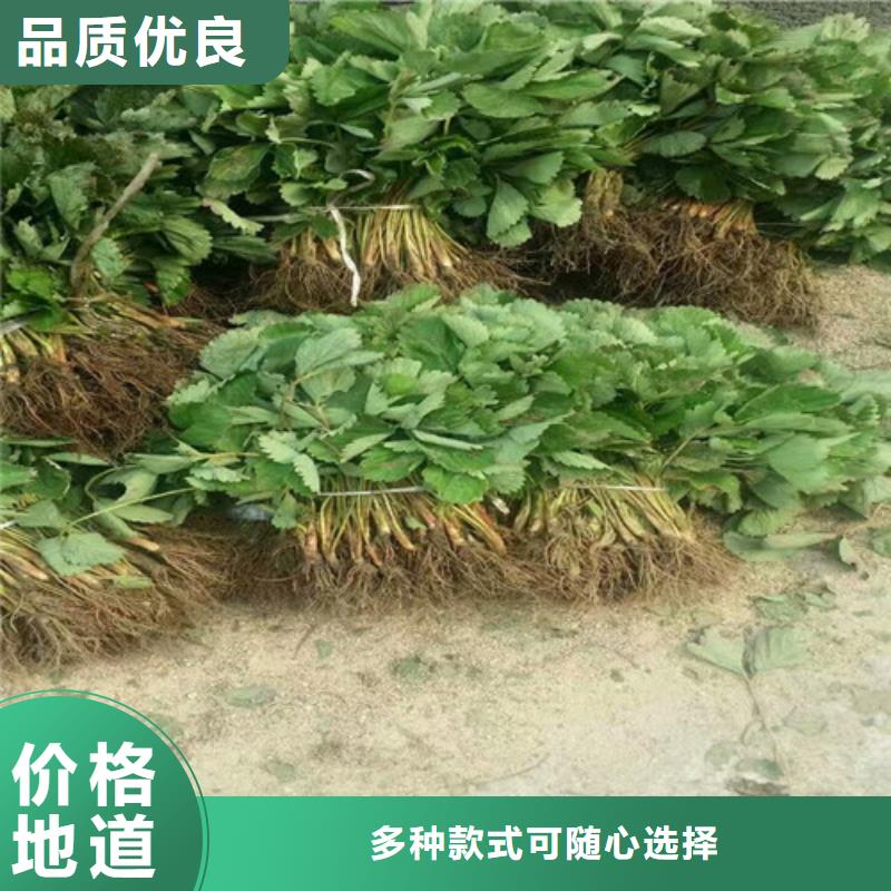 草莓苗_吉塞拉6号砧木一手货源