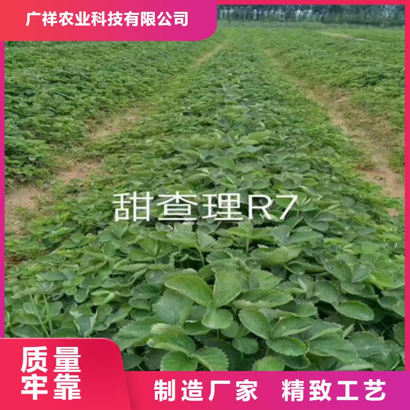 【草莓苗阳光玫瑰葡萄树苗源头厂家供应】
