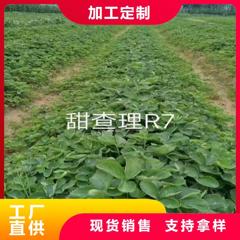 草莓苗大棚草莓苗24小时下单发货